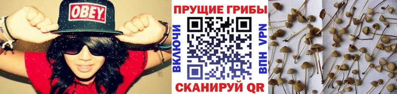 Псилоцибиновые грибы GOLDEN TEACHER  наркотики  Спасск 